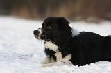 BORDER COLLIE 1167